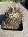 Gymnocactus beguinii ssp. paileanus